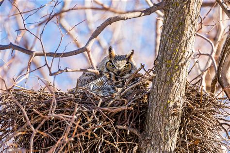 Owls nest - Place the box 10 to 15 feet up in a tree. Screech owls don't build nests inside the box, so make sure you scatter 2 to 3 inches of untreated wood shavings (such as those sold for rabbit bedding at ...
